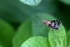 Trypetoptera punctulata